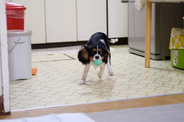 今日も元気過ぎです。_c0051132_2131715.jpg