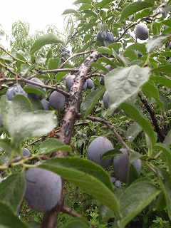 c0153732_0341480.jpg