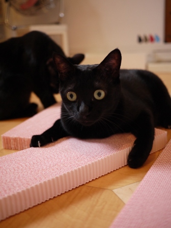 ピンクのつめとぎ猫 空しぇるのぇるろった編。_a0143140_21251081.jpg