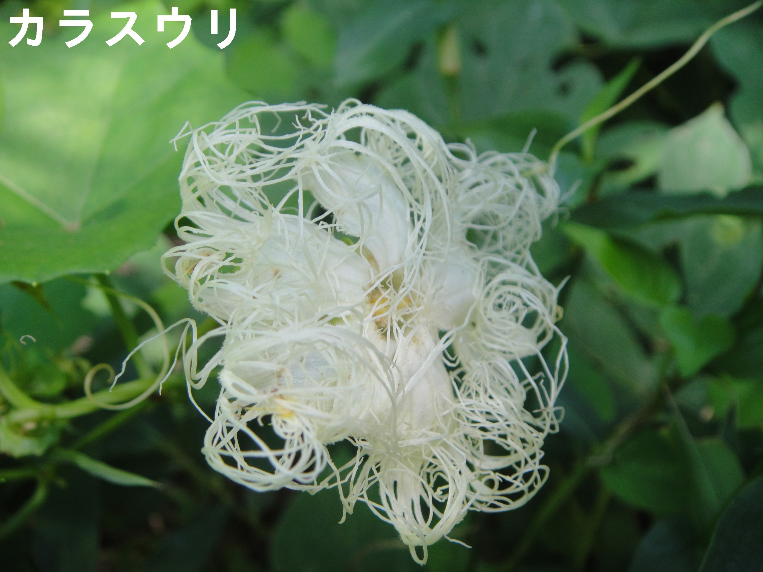 c0108460_1572650.jpg