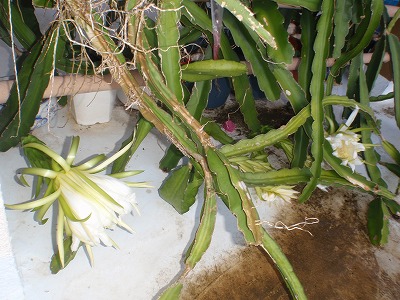 c0180460_645715.jpg