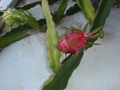c0180460_651558.jpg