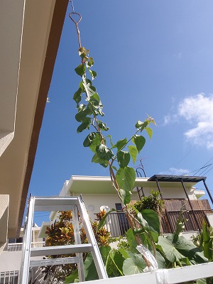 c0180460_65323.jpg