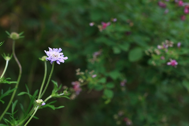 778-20110915　高原で秋の花をさがす（2）_d0128465_11222913.jpg