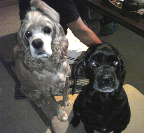 2011年9月15日 缶詰と犬と私_a0202976_1314123.jpg