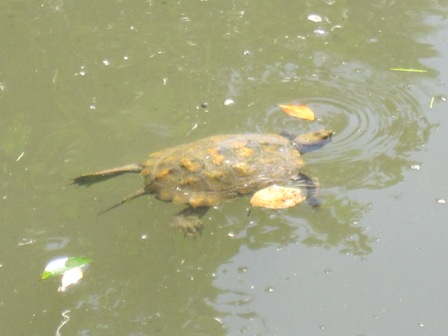 カメ、カエル。（出雲の旅その１）_f0203477_1561377.jpg