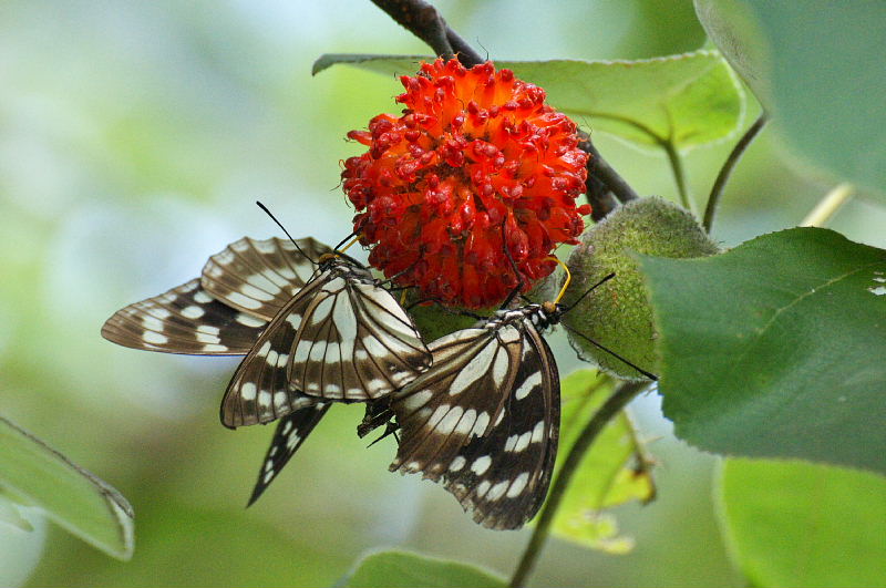 秩父のクロツバメシジミと梶の木の実に来るゴマダラチョウ(2011/9/11)_f0031682_836153.jpg