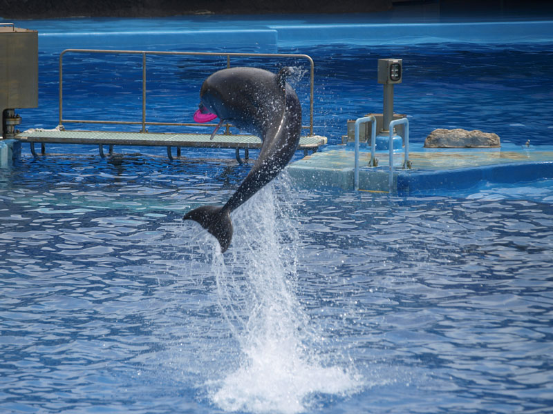 No.213　愛知県　名古屋港水族館_b0120889_0305345.jpg