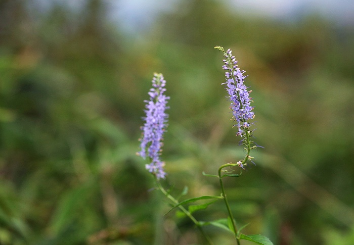 f0000789_1554739.jpg