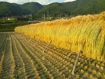 working in the rice field_f0129390_17122018.jpg