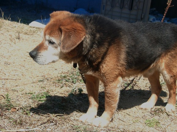 里親募集　（秋田犬）他　犬　猫_e0212095_1262313.jpg