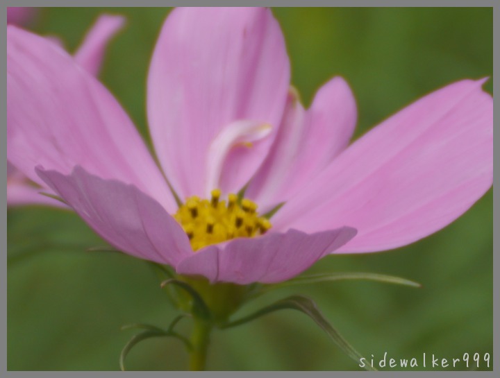 里山の花など_c0129300_1936464.jpg