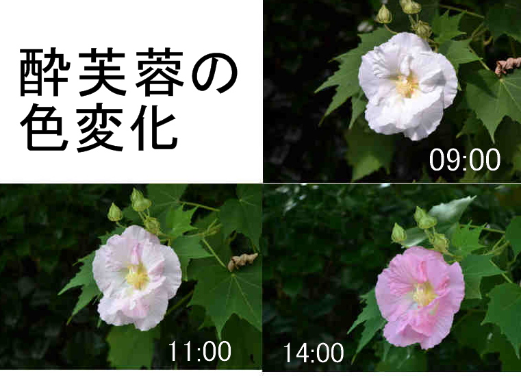 酔芙蓉の色の変化 喜怒哀楽 酔芙蓉の色の変化 喜怒哀楽