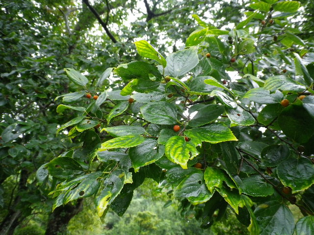 雨模様_e0179508_1555390.jpg