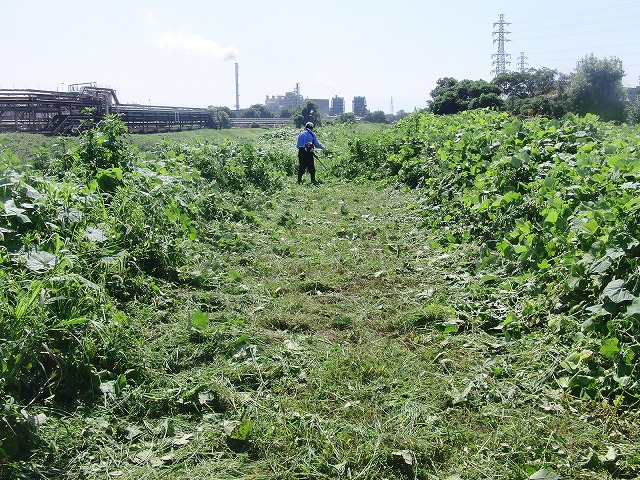貫通! 24日の「彼岸花ウォーク」に備えた滝川の草刈り_f0141310_712110.jpg