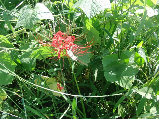 貫通! 24日の「彼岸花ウォーク」に備えた滝川の草刈り_f0141310_7131417.jpg