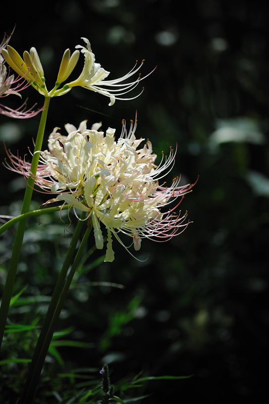 見当外れの府立植物園 其の二_f0032011_19404167.jpg