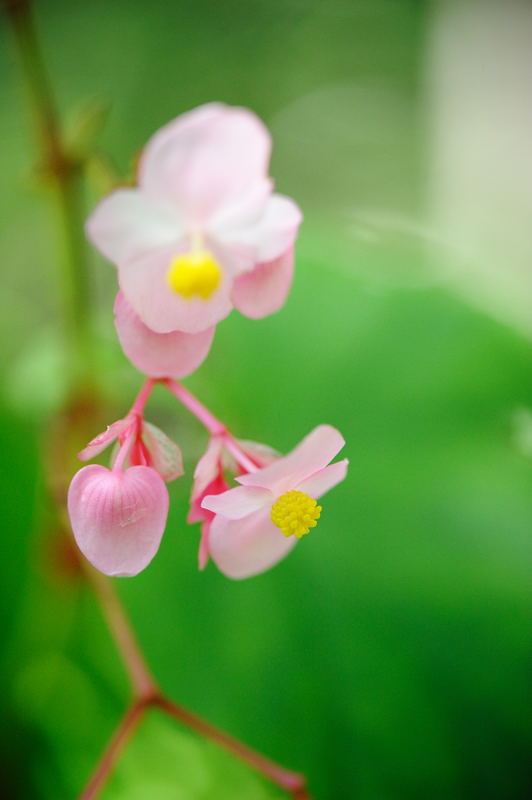 見当外れの府立植物園 其の二_f0032011_19441211.jpg