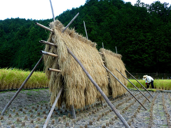 稲木(いなき)を見つけた_e0048413_20314043.jpg