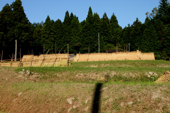 稲木(いなき)を見つけた_e0048413_20315352.jpg