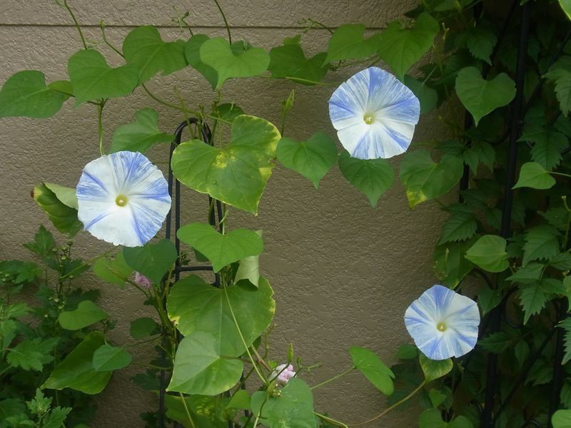 朝の花と夜の飛行船_c0025115_22323459.jpg