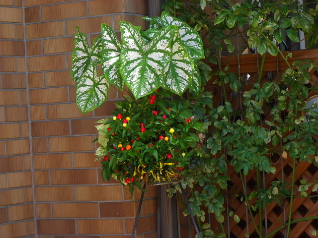 スイフヨウ・観葉植物・寄せ植え－－ディプラデニア・ニチニチソウ白花_a0037019_5402255.jpg