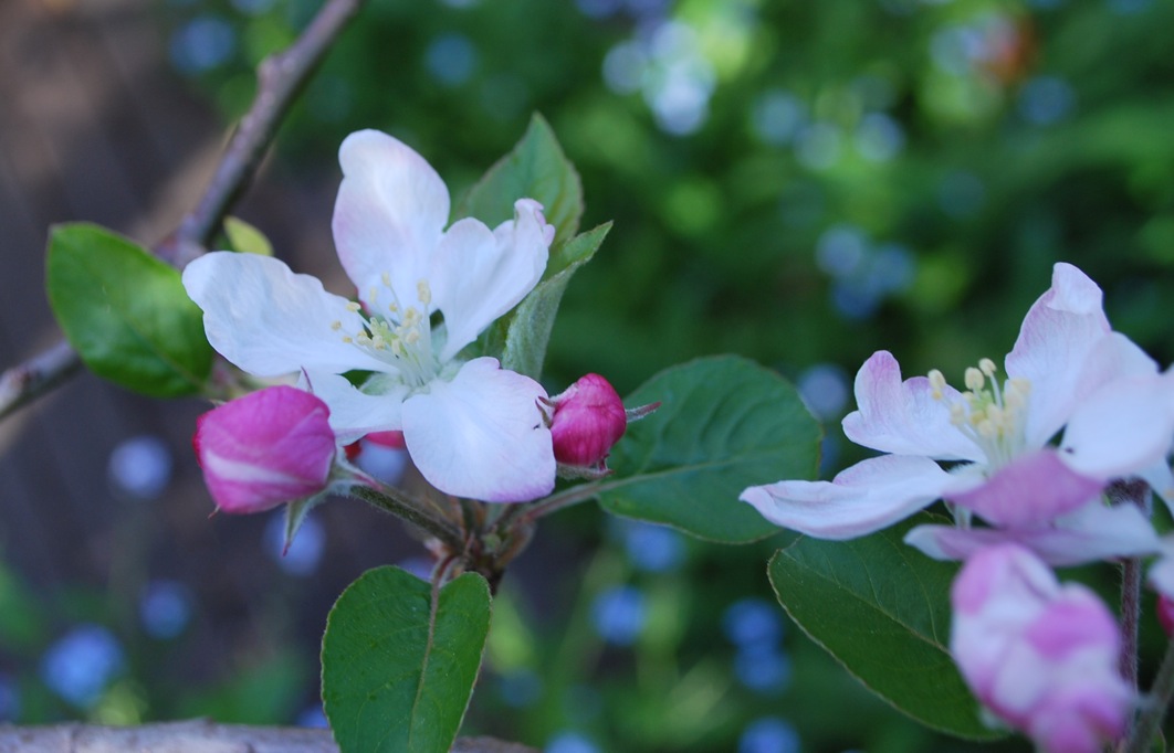 りんごの花_f0155522_15194954.jpg