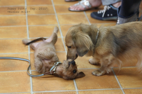 パピーパーティー 2011\'/9月_e0191026_6472873.jpg