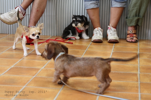 パピーパーティー 2011\'/9月_e0191026_6475735.jpg