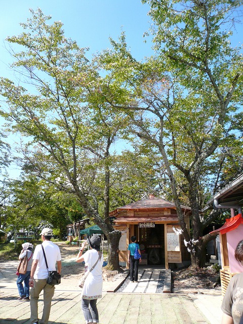 昨日は読売旅行「どどーんと５キロ付き！巨峰狩り食べ放題ミステリー」へ行ってきました。_a0006033_8501837.jpg