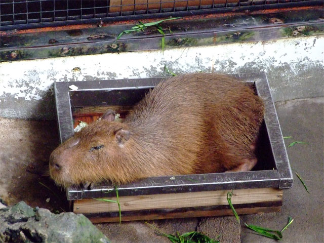リラックスもも君_a0179837_1931554.jpg