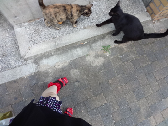 キャット空中三回転 Rinarinaブログ キャット空中三回転 Rinarinaブログ
