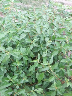 f0069883_20412640.jpg