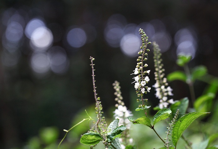 中濃(岐阜)の花　その1_f0000789_22433036.jpg