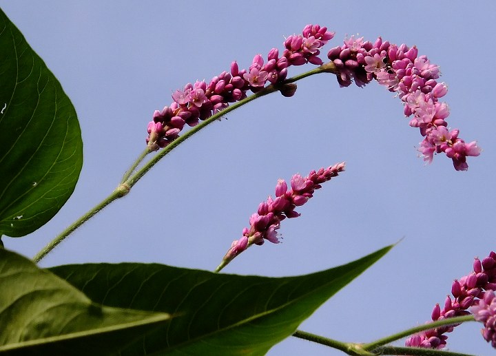 月と秋草 写真でイスラーム
