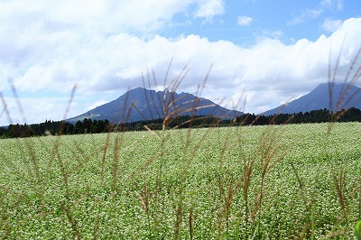 蕎麦の花_b0062793_10442932.jpg