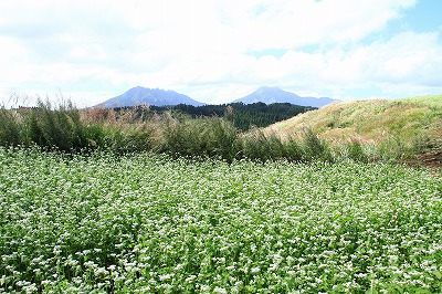 蕎麦の花_b0062793_10443912.jpg