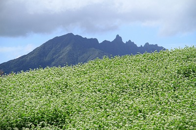 蕎麦の花_b0062793_10444993.jpg