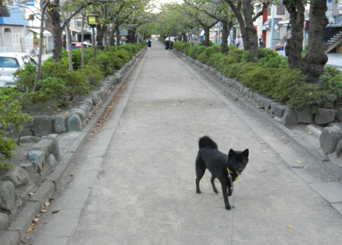 甲斐犬 那奈の東京・神奈川日帰り旅行（後編）_e0204795_10212579.jpg