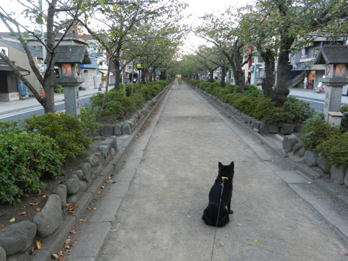 甲斐犬 那奈の東京・神奈川日帰り旅行（後編）_e0204795_10311264.jpg