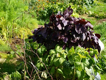 虫たちは私の野菜が大好きです_b0110999_5252584.jpg