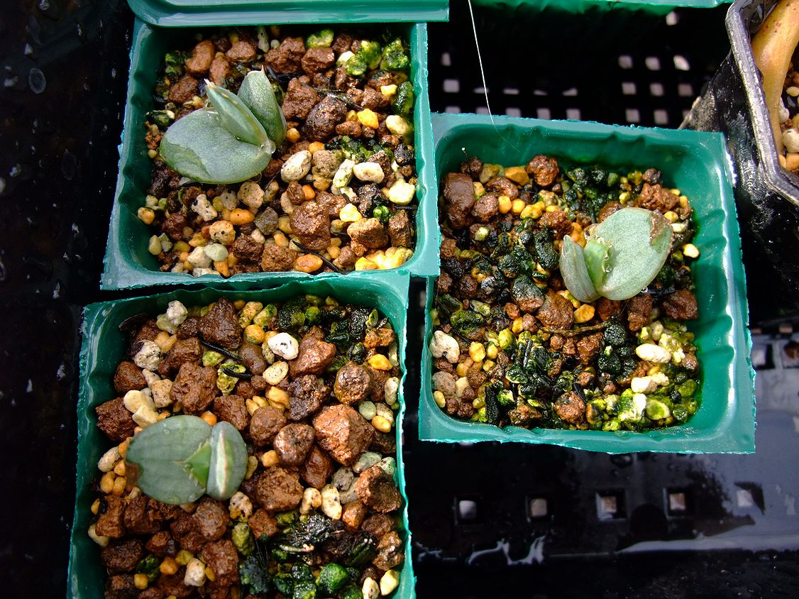 アロエ 実生 ネオペッキー×ヘミンギー 多肉植物 オリジナル