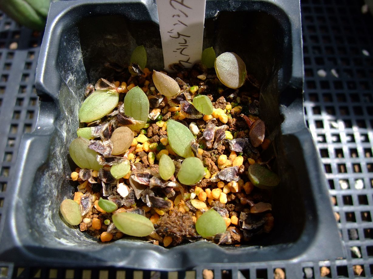 珍種 アロエ アンカラネンシス（実生苗） 珍種 アロエ アンカラネンシス（実生苗）