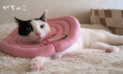 a0166338_204754100.gif