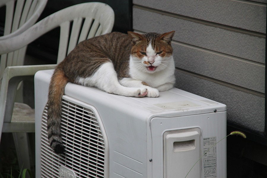 結構毛だらけ猫灰だらけ Complex Cat