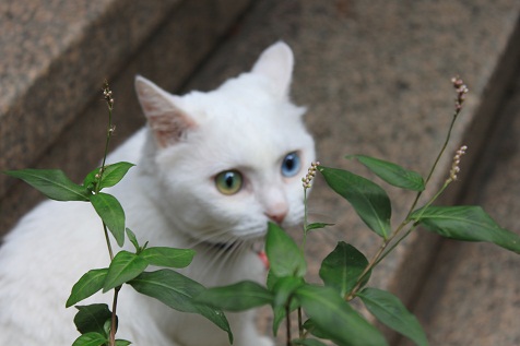     看板娘♪猫　_e0241944_14232432.jpg