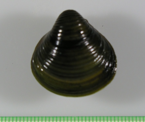 岡山県吉井川水系の淡水シジミ Beachmollusc ひむかのハマグリ