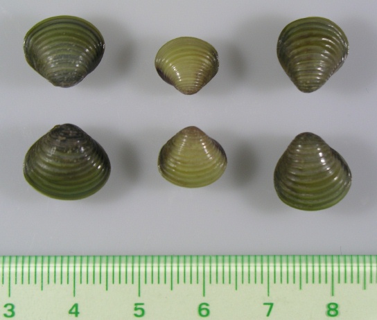 岡山県吉井川水系の淡水シジミ Beachmollusc ひむかのハマグリ