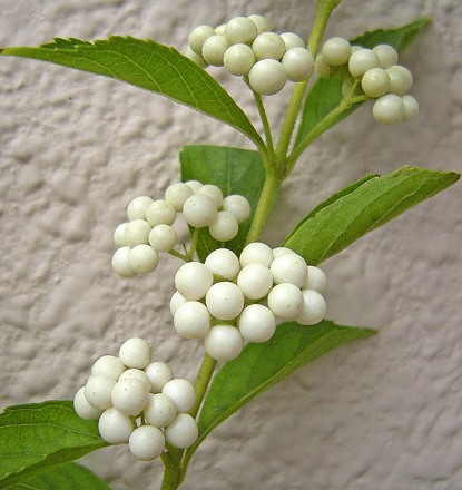 a0001354_21144018.gif
