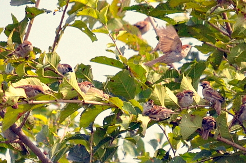 b0165760_9315774.jpg